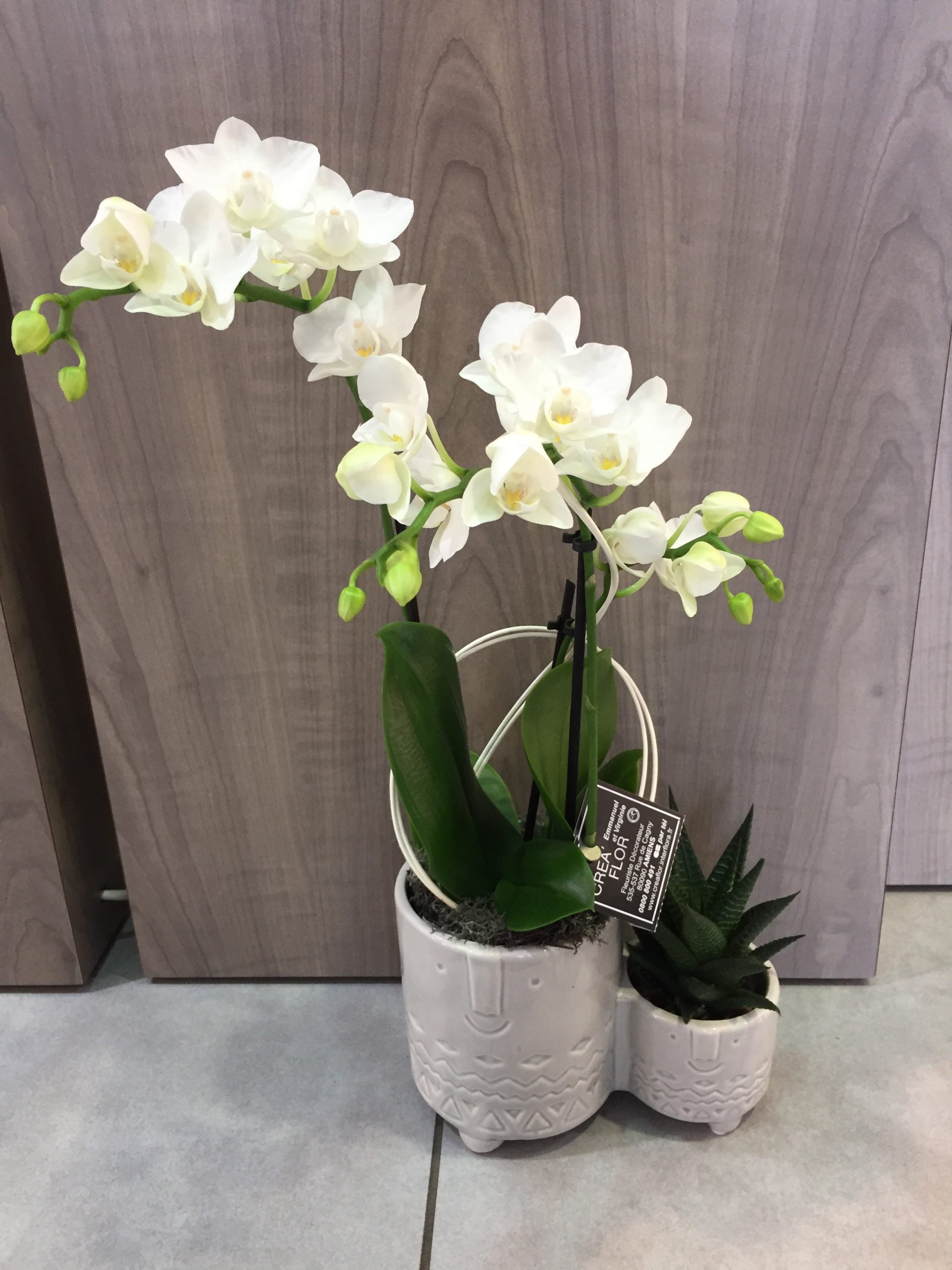 Orchidée blanche et sa plante grasse – Crea flor
